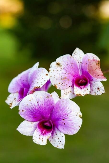 Recanto Dos Beija Flores, Chale Lantana C Monte Alegre do Sul Exteriör bild